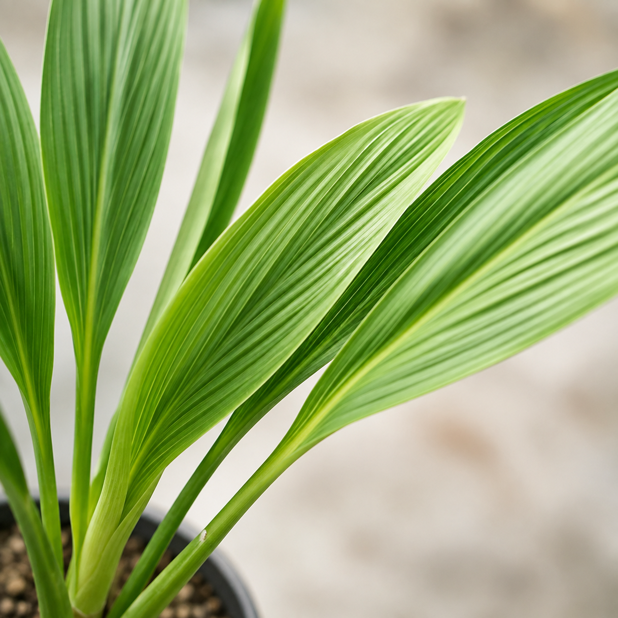 Ludovia Lancifolia | Home Plant