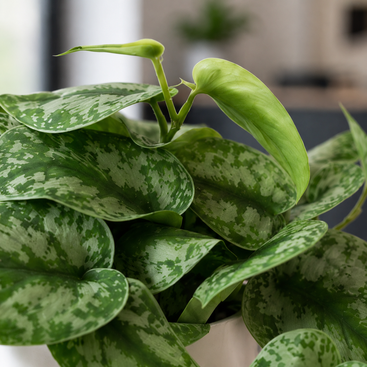 Scindapsus | Office Plant