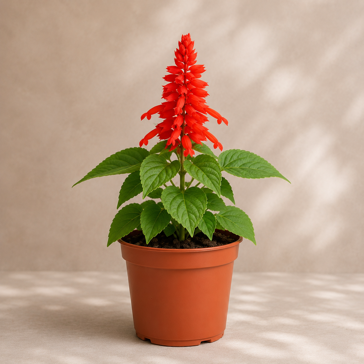 Scarlet Sage Plant