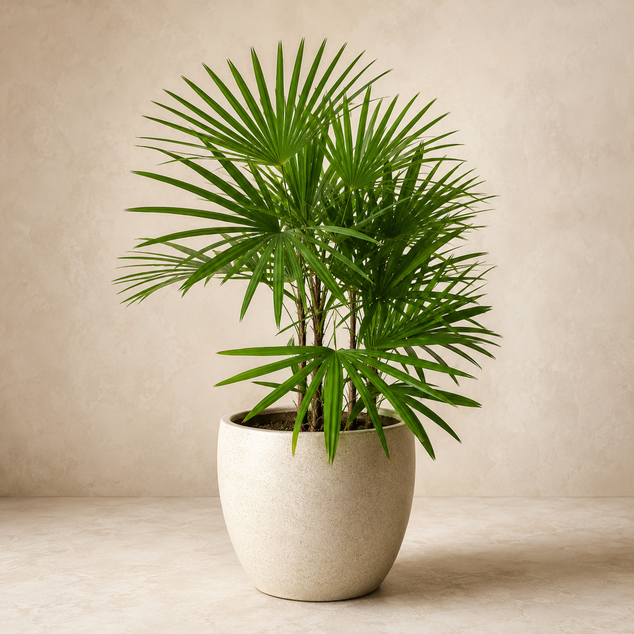 Rhapis Multifida | Office Plant