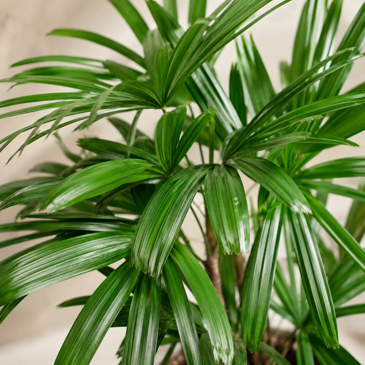 Rhapis Multifida | Office Plant