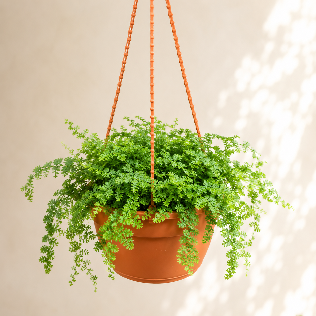 Selaginella Spike Mosses | Gardening Plant