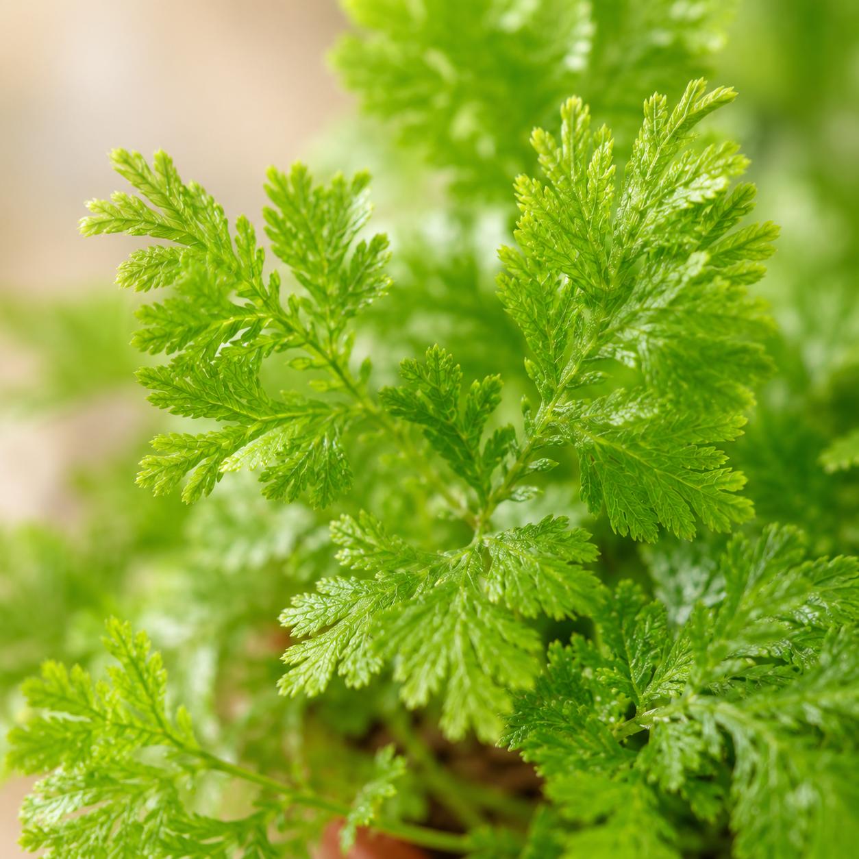 Selaginella Unicinata | Indoor Plant