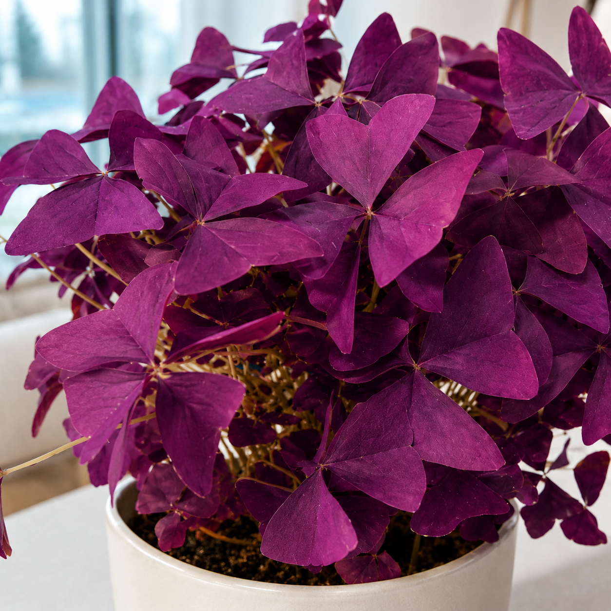Oxalis  | Gardening Plant