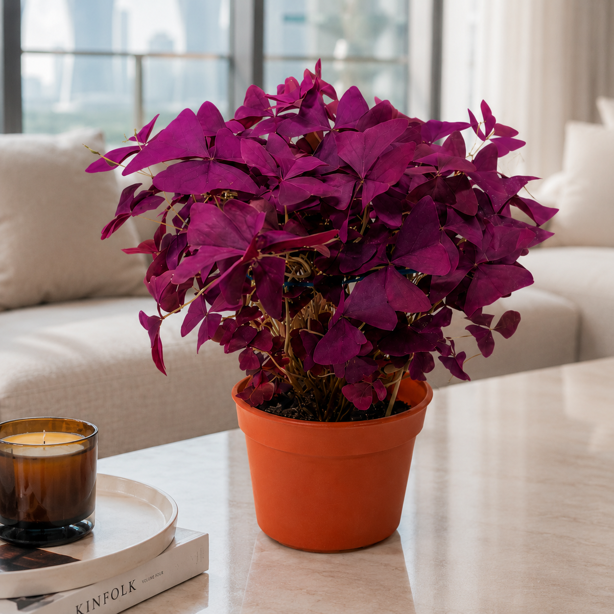 Oxalis  | Gardening Plant