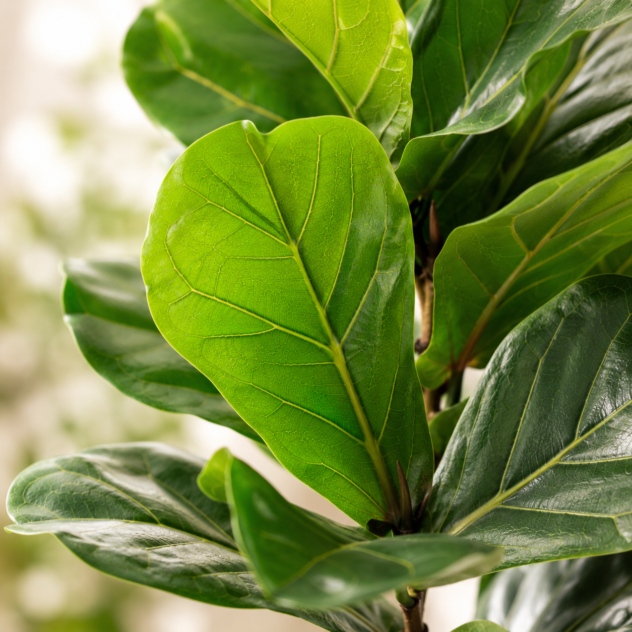 Artificial Ficus Lyrata
