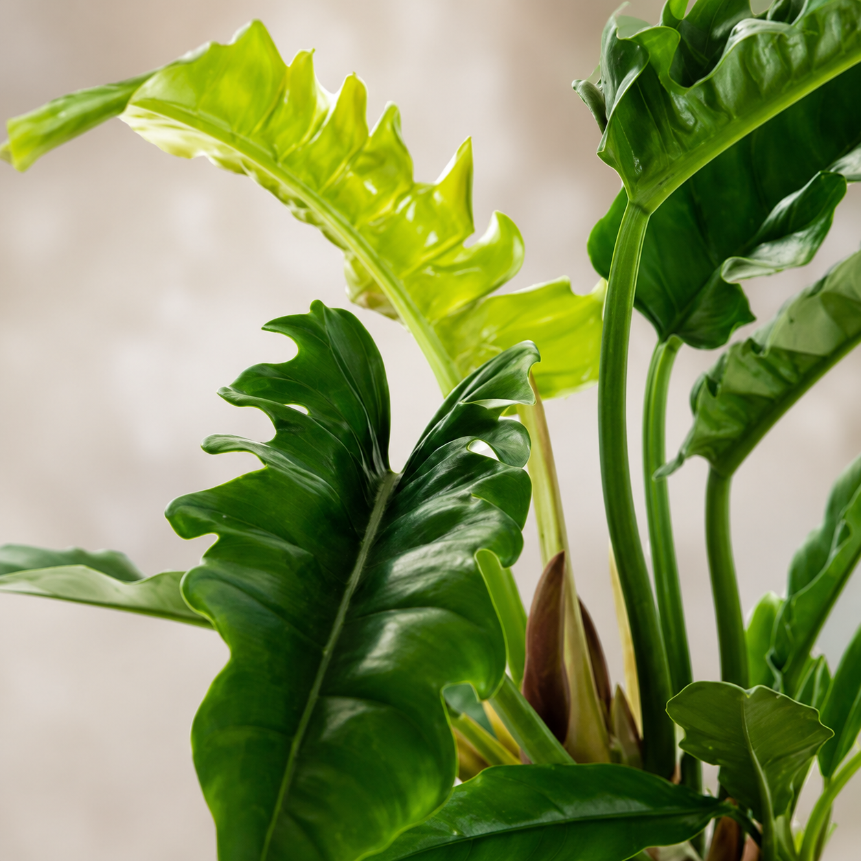 Philodendron 'Narrow' | Indoor Plant