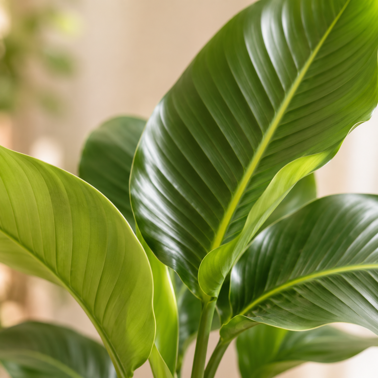 Strelitzia Alba (Birds of Paradise) | Indoor Plant