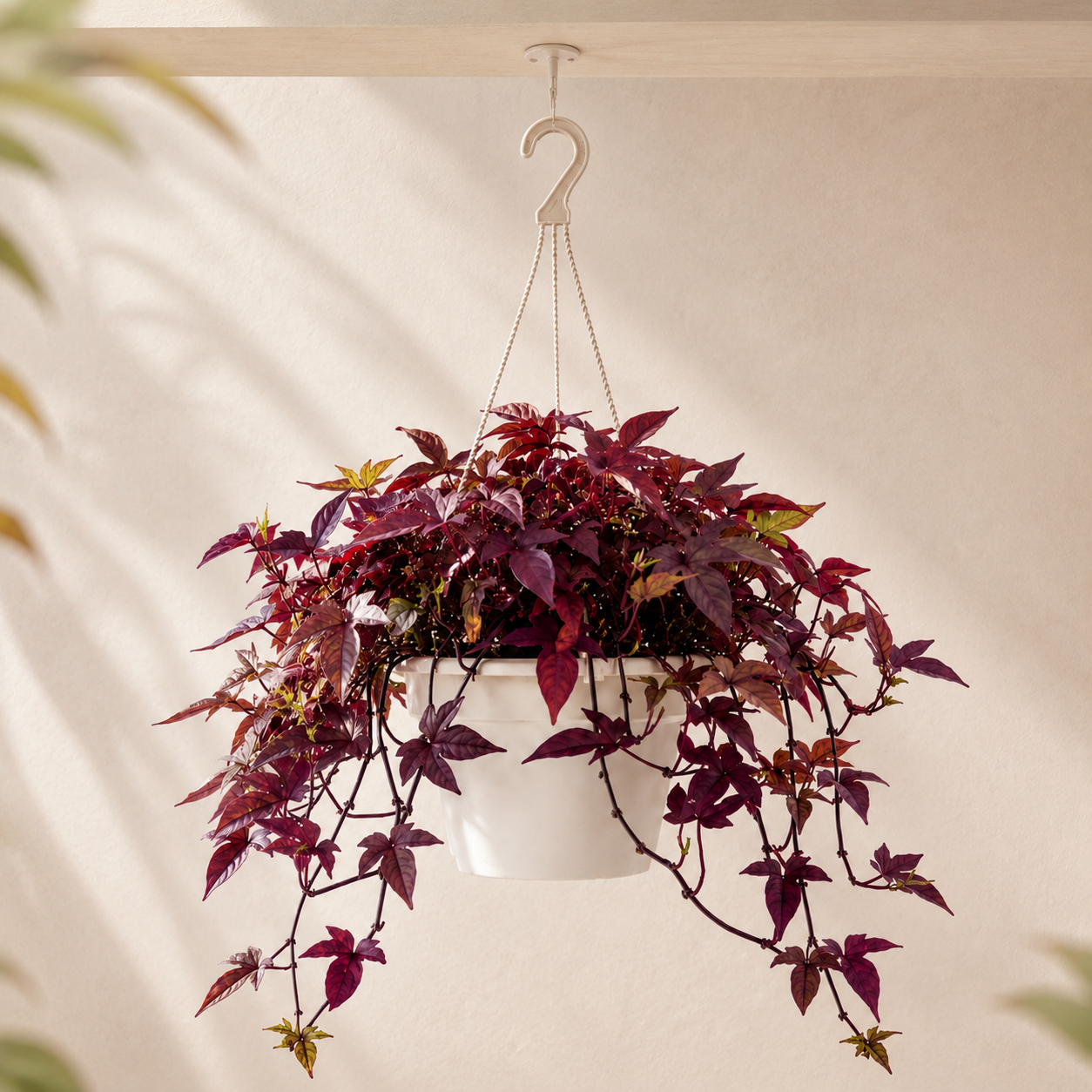 Sweet Potato Plant | Home Plant
