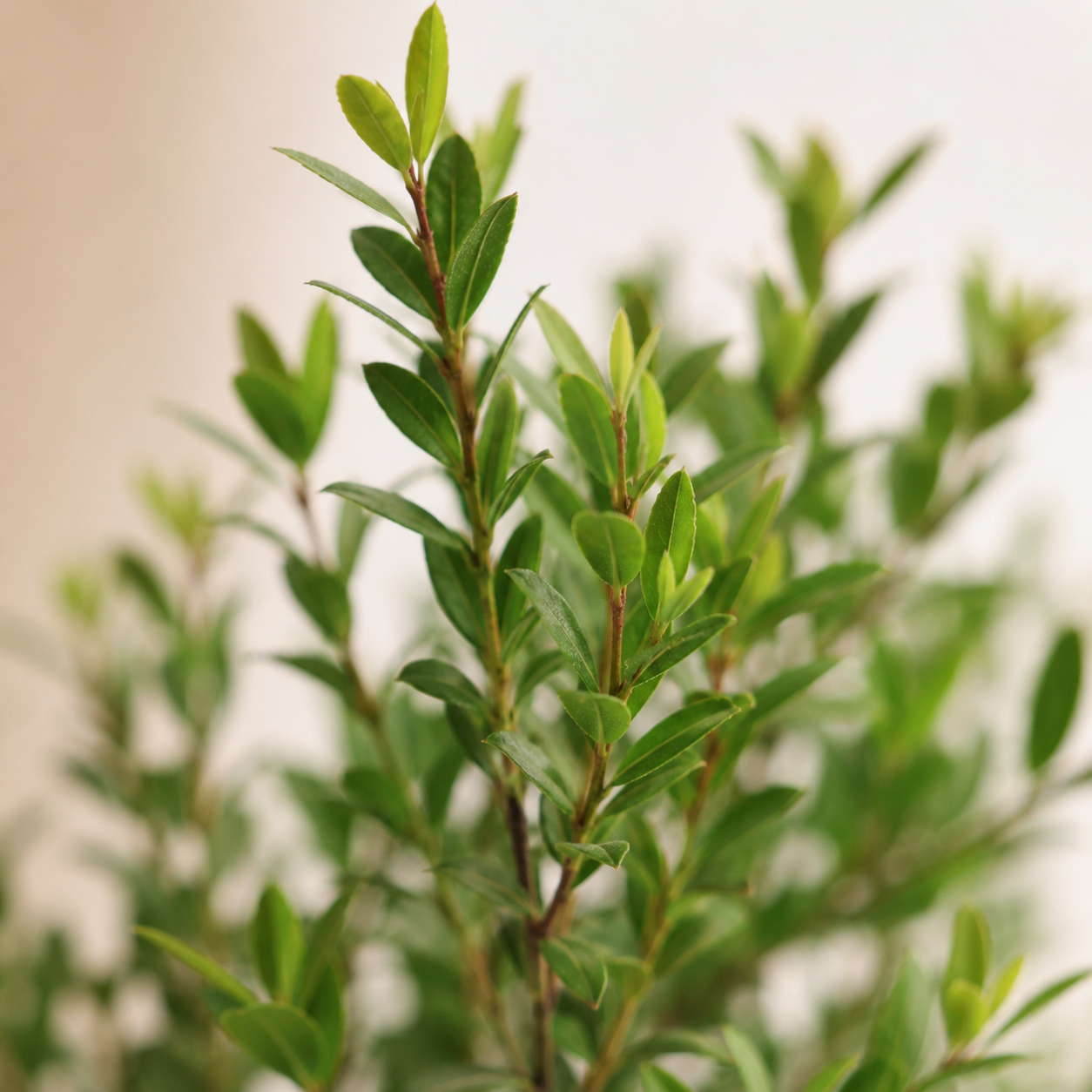 Syzygium Buxifolium | Gardening Plant