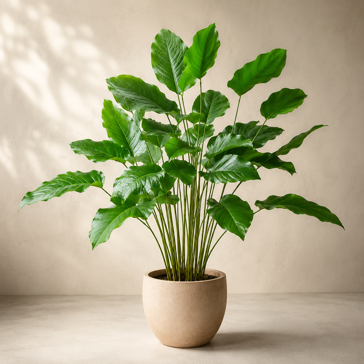 Thaumatococcus Daniellii | Indoor Plant