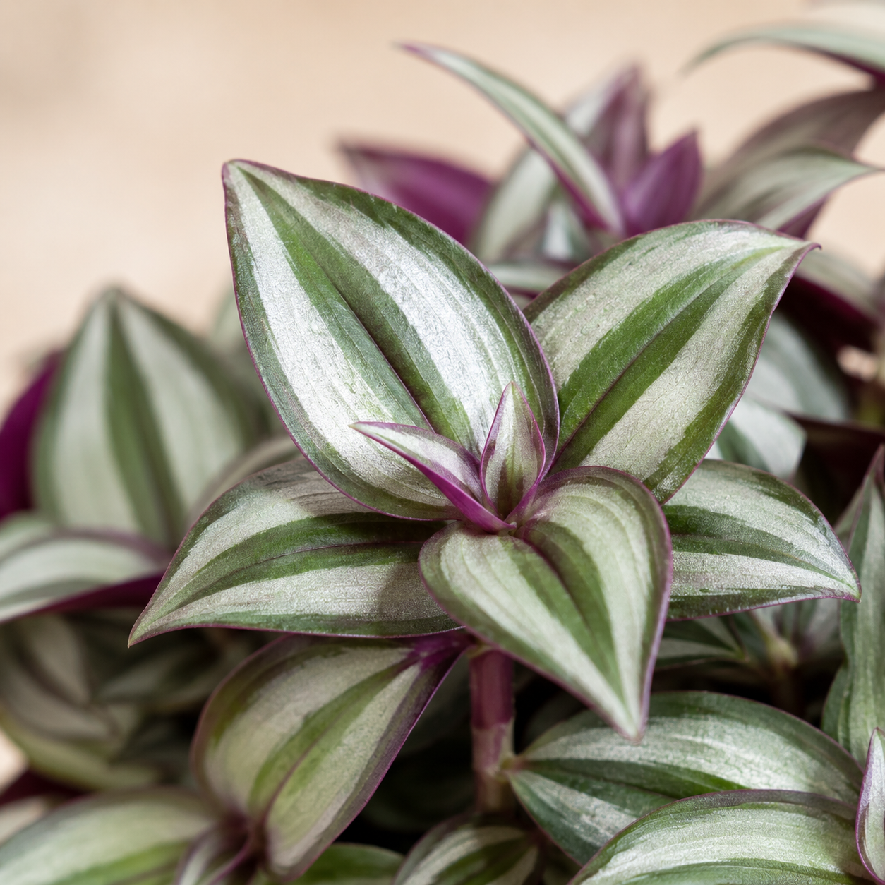 Tradescantia Fluminensis | Plant