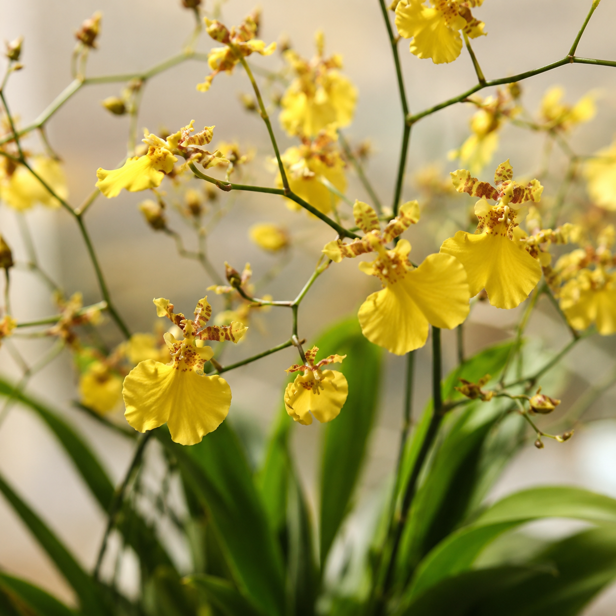 Onicidium Yellow Orchid  | Potted Plant