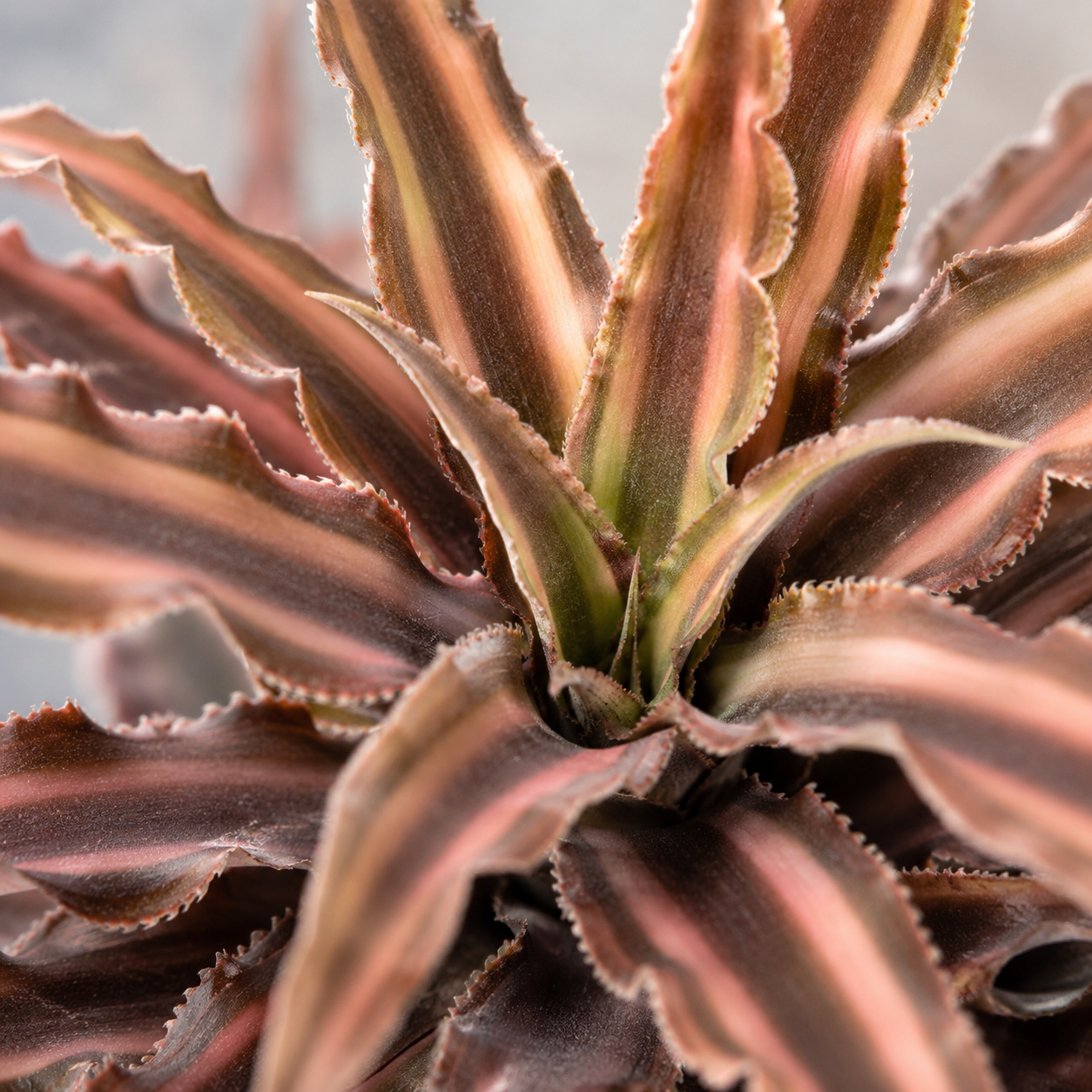 Cryptanthus  | Gardening Plant