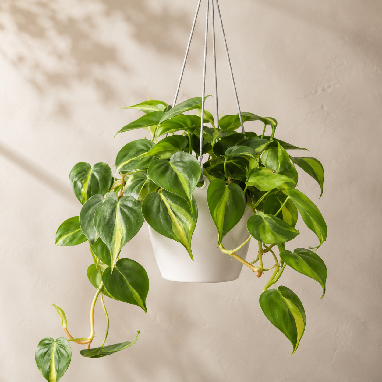 Philodendron Scandens | Office Plant