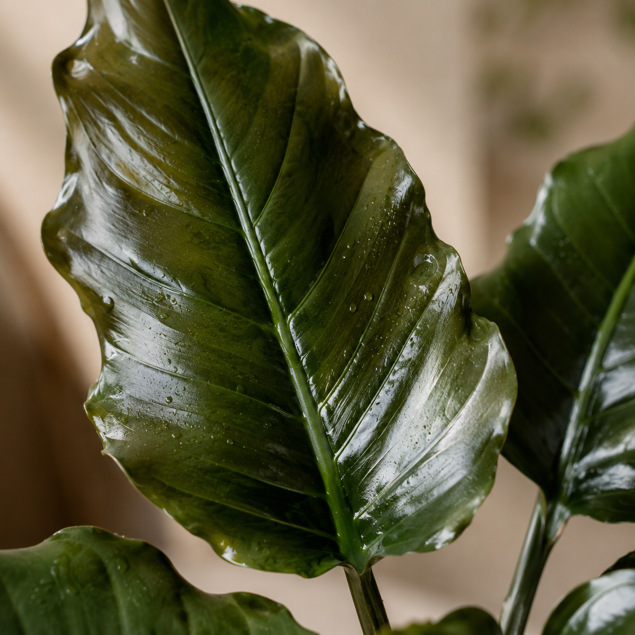 Philodendron Pluto | Home Plant