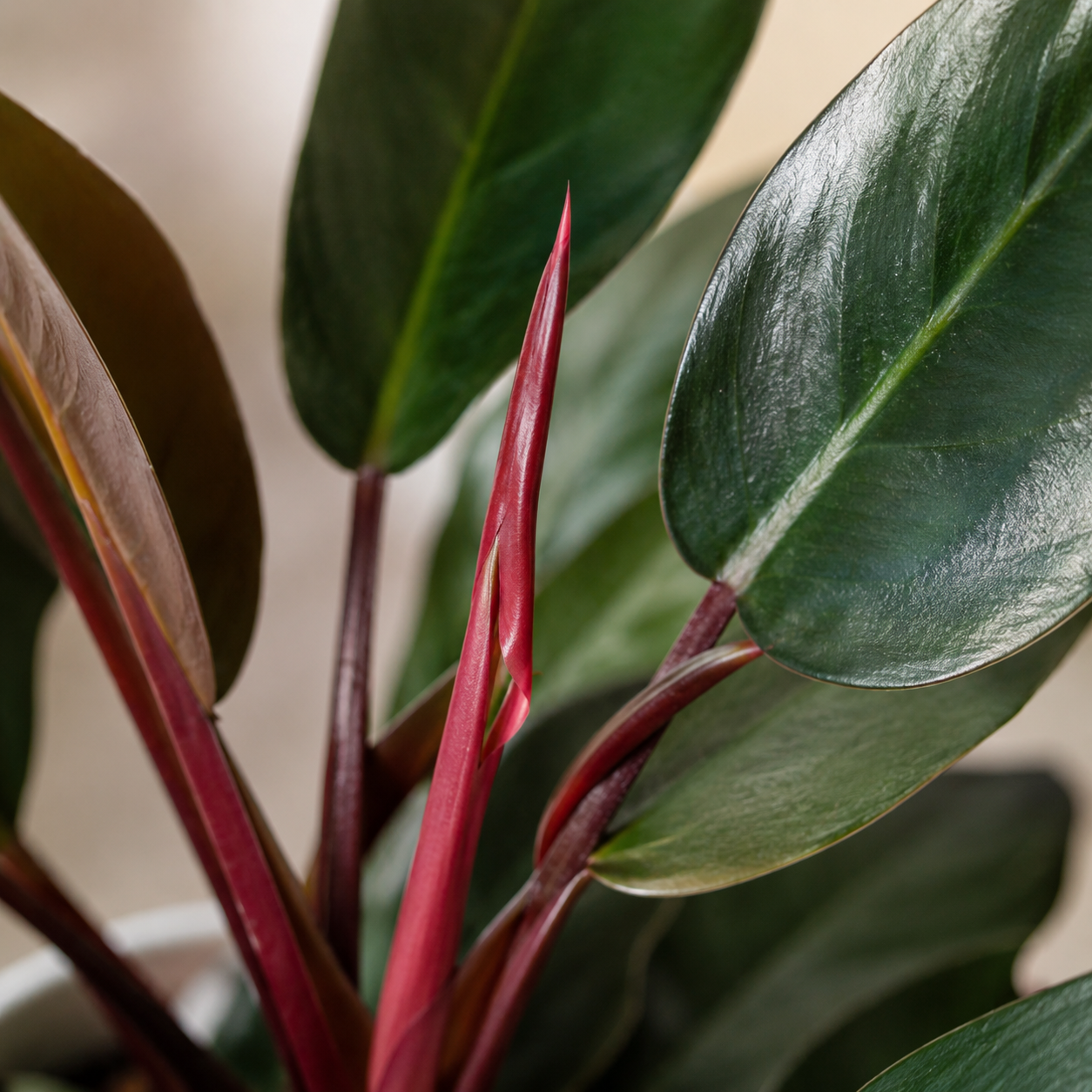 Philodendron 'Red Congo' | Gardening Plant