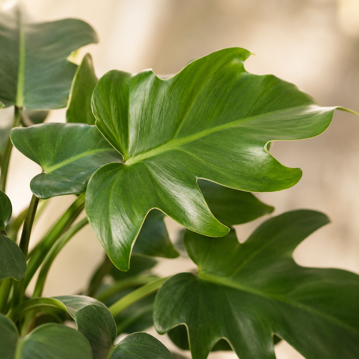 Philodendron Rudolph | Indoor Plant