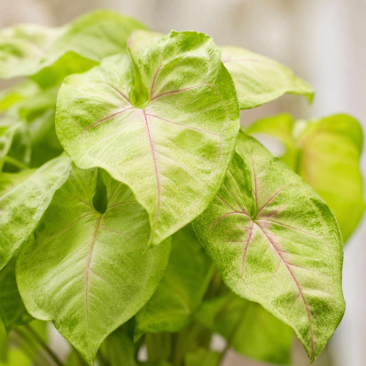 Syngonium Plant | Gardening Plant