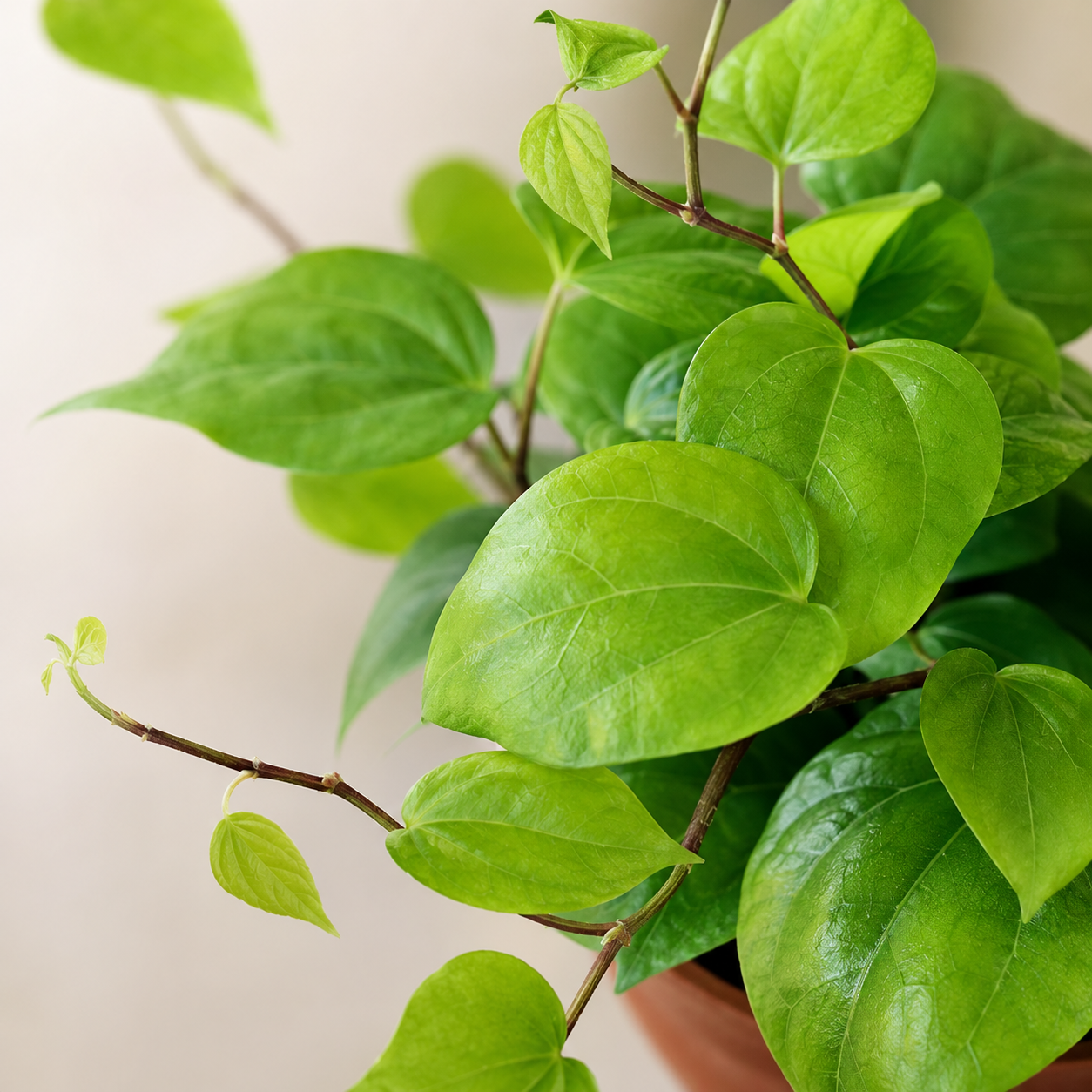 Piper Betle Sireh | Indoor Plant