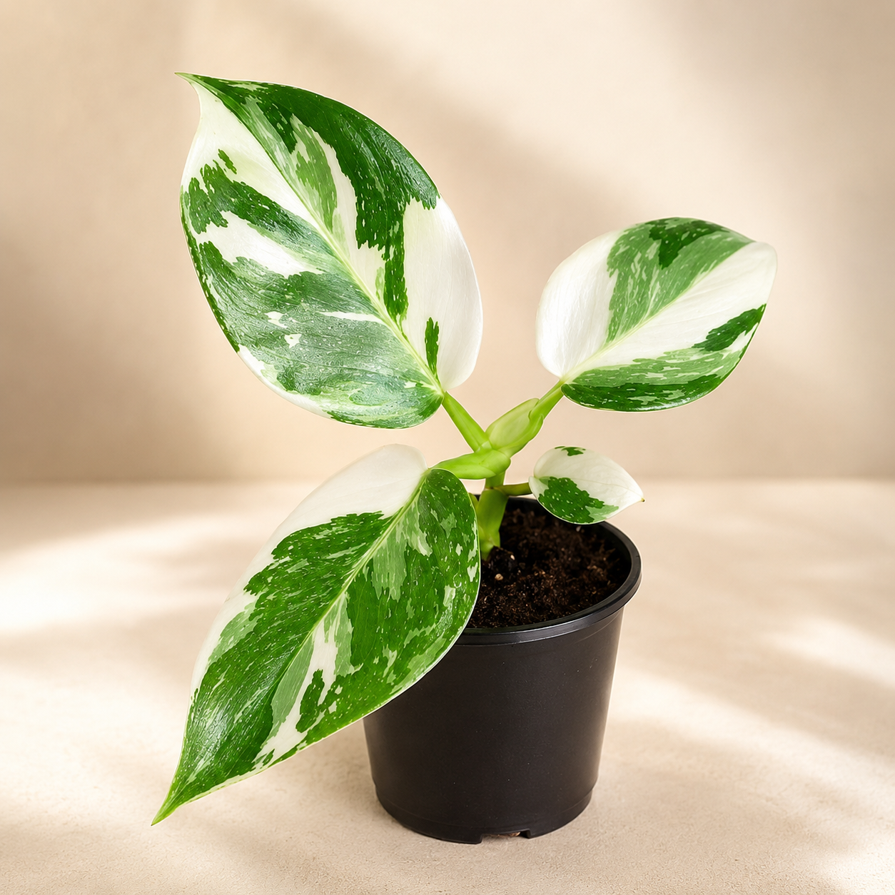 Philodendron White 'Wizard Princess' | Gardening Plant
