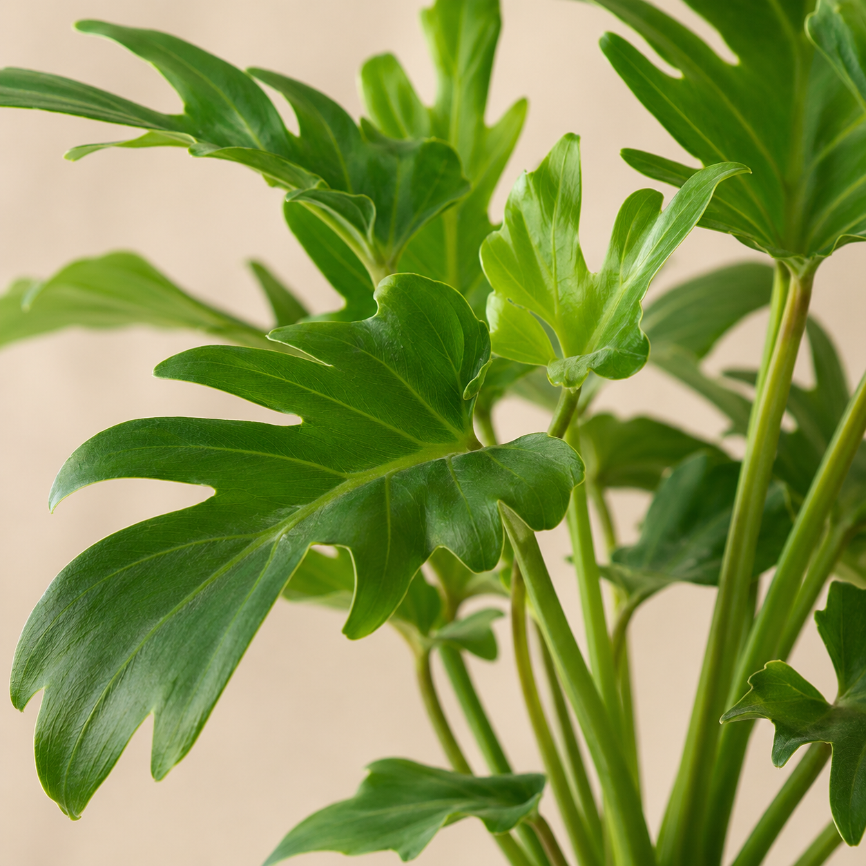 Philodendron Xanadu | Gardening Plant