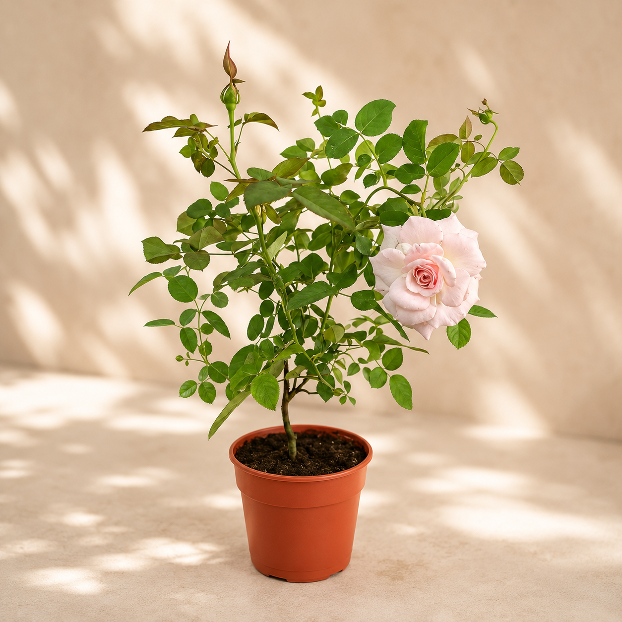 Pink Rose | Gardening Plant