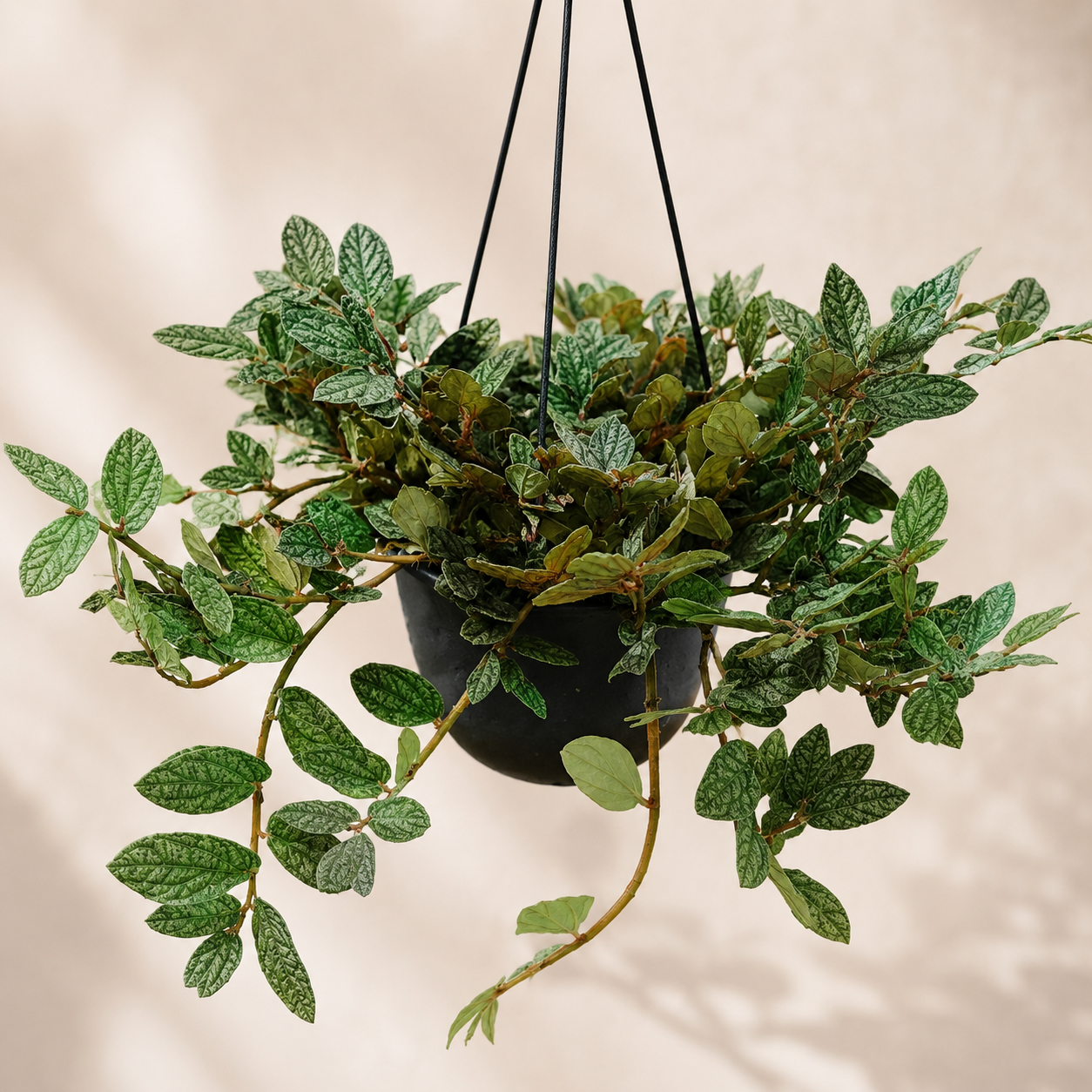 Polynesian Ivy | Plant
