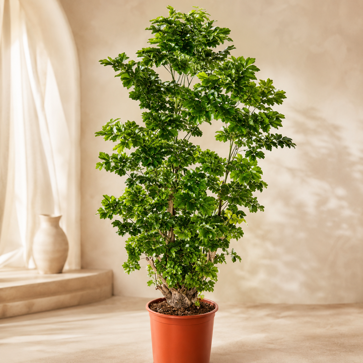 Polyscias Yellow | Office Plant