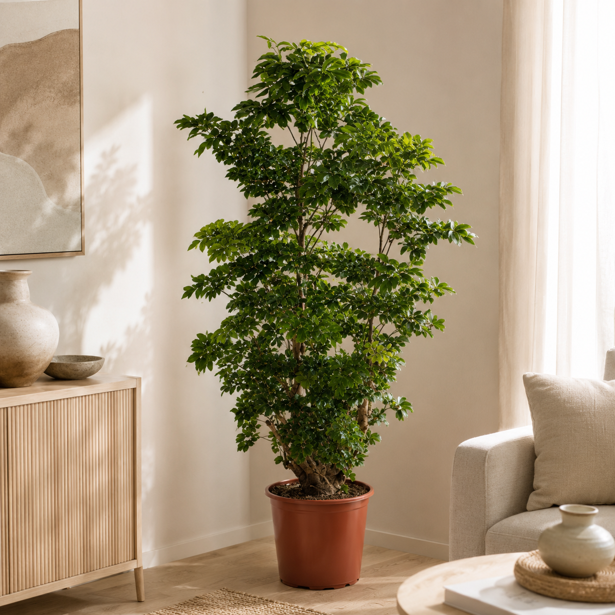 Polyscias Yellow | Office Plant