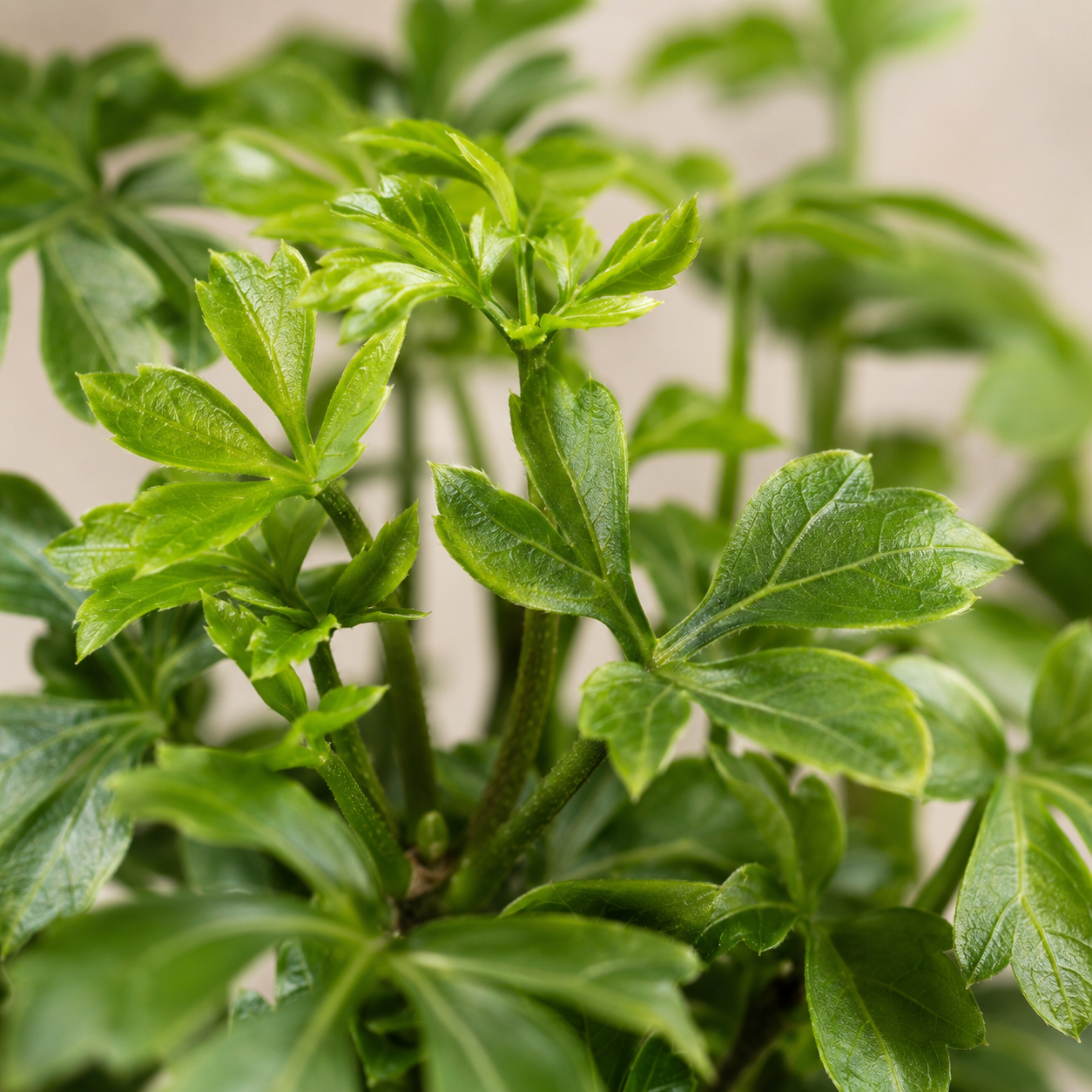 Polyscias Yellow | Office Plant