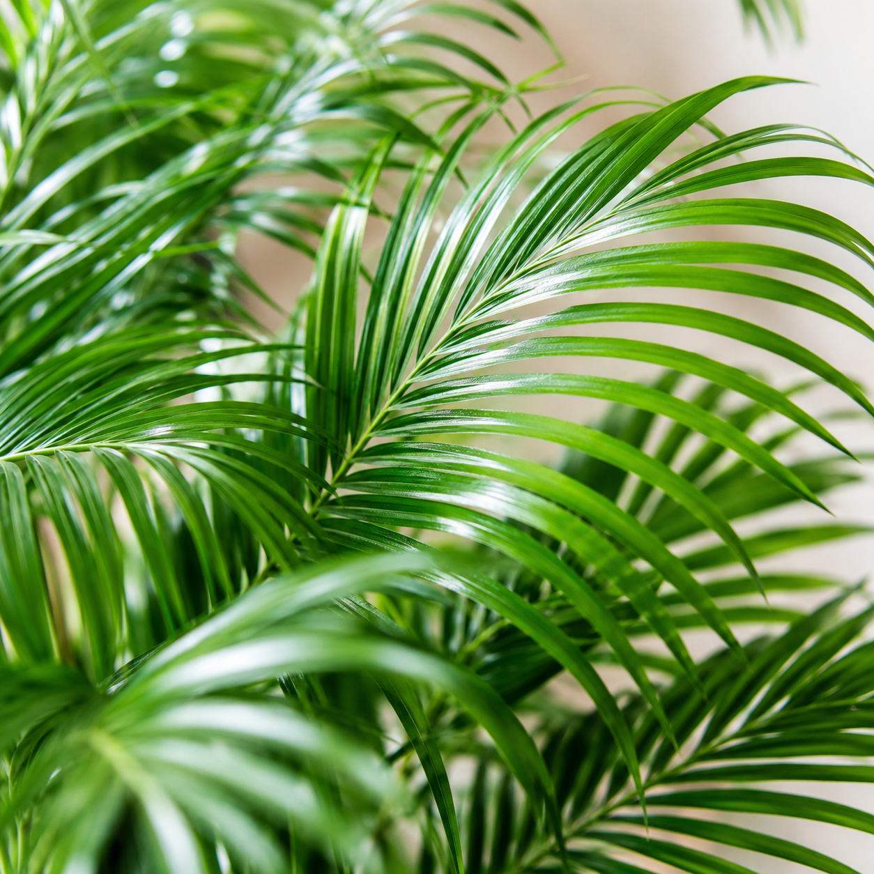 Pritchardia Gaudichaudii | Home Plant