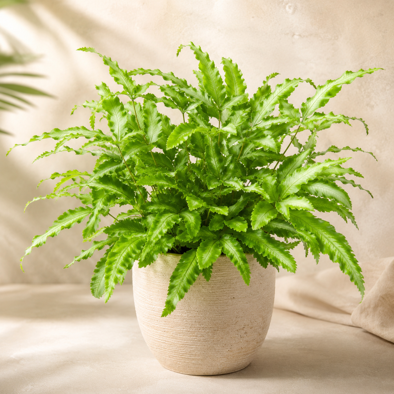Pteris Cretica | Home Plant