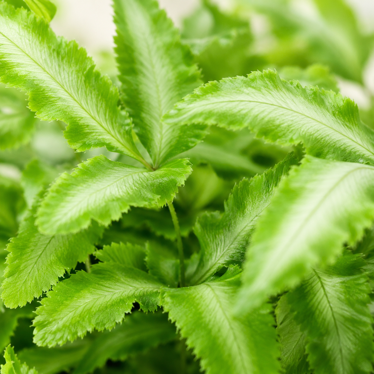 Pteris Cretica | Home Plant
