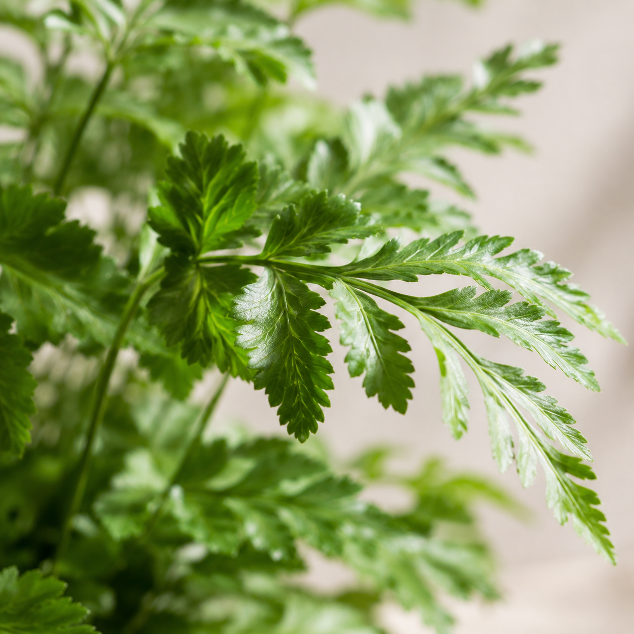 Pteris Eusiformis | Gardening Plant