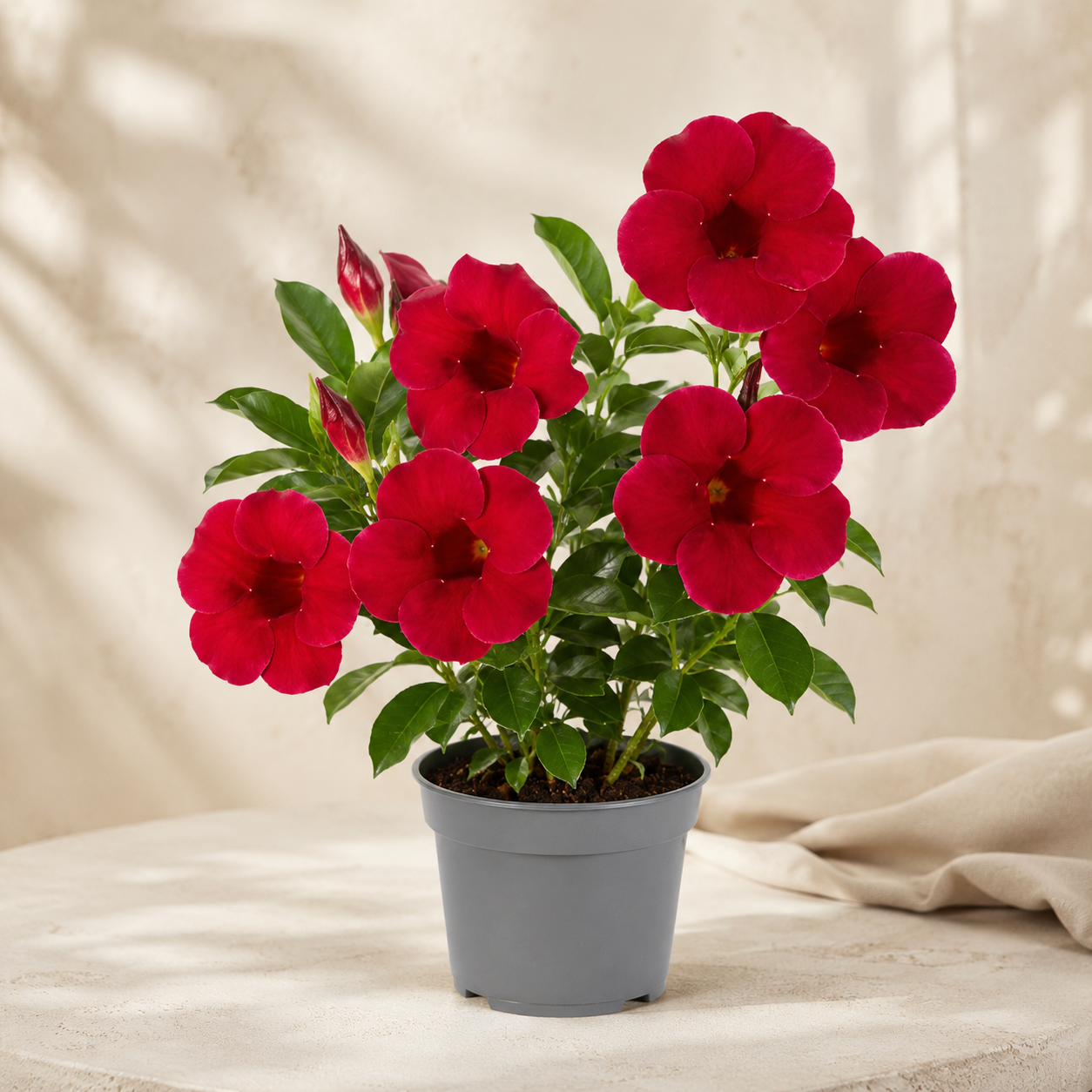 Purple Allamanda Plant | Indoor Plant