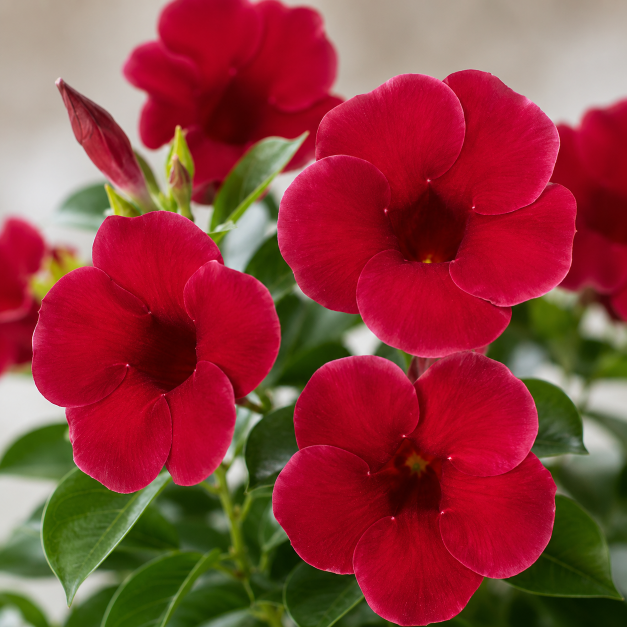 Purple Allamanda Plant | Indoor Plant