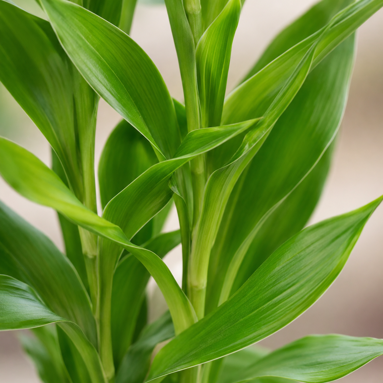 Dragon Head Lotus Bamboo 千手观音龙头 | Indoor Plant