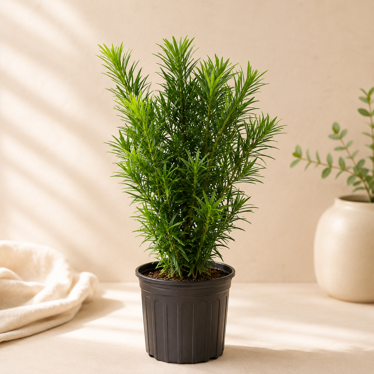 Podocarpus Full Cone | Home Plant