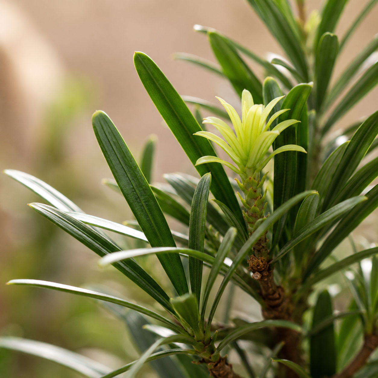 Podocarpus Full Cone | Home Plant