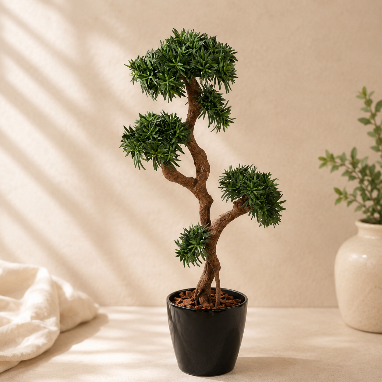 Podocarpus Multi Ball | Gardening Plant