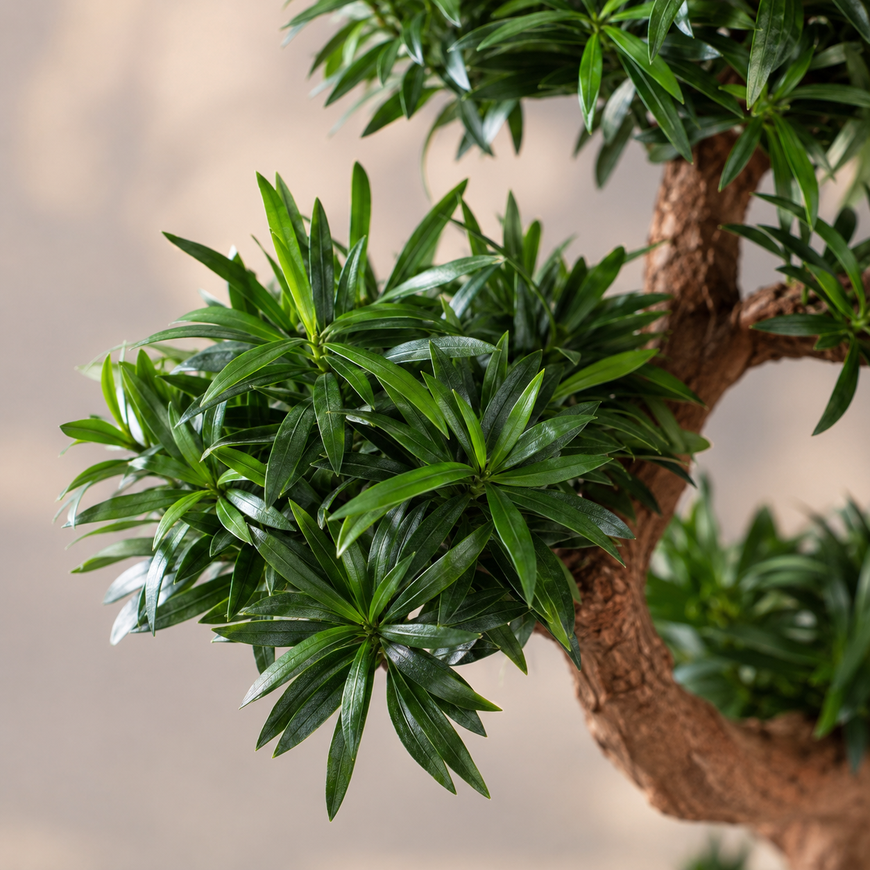 Podocarpus Multi Ball | Gardening Plant
