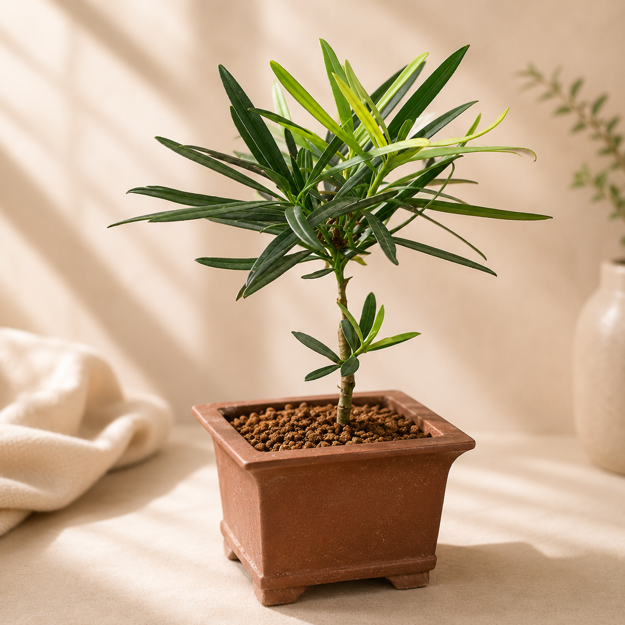 Podocarpus Stem (Ceramic Pot) | Indoor Plant