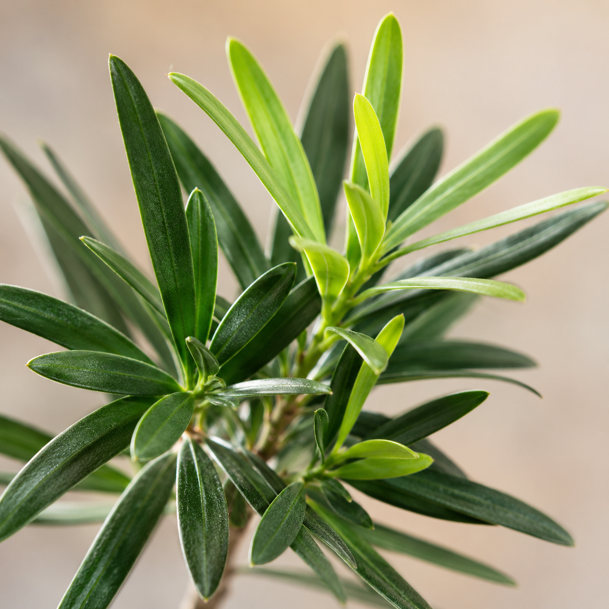 Podocarpus Stem (Ceramic Pot) | Indoor Plant