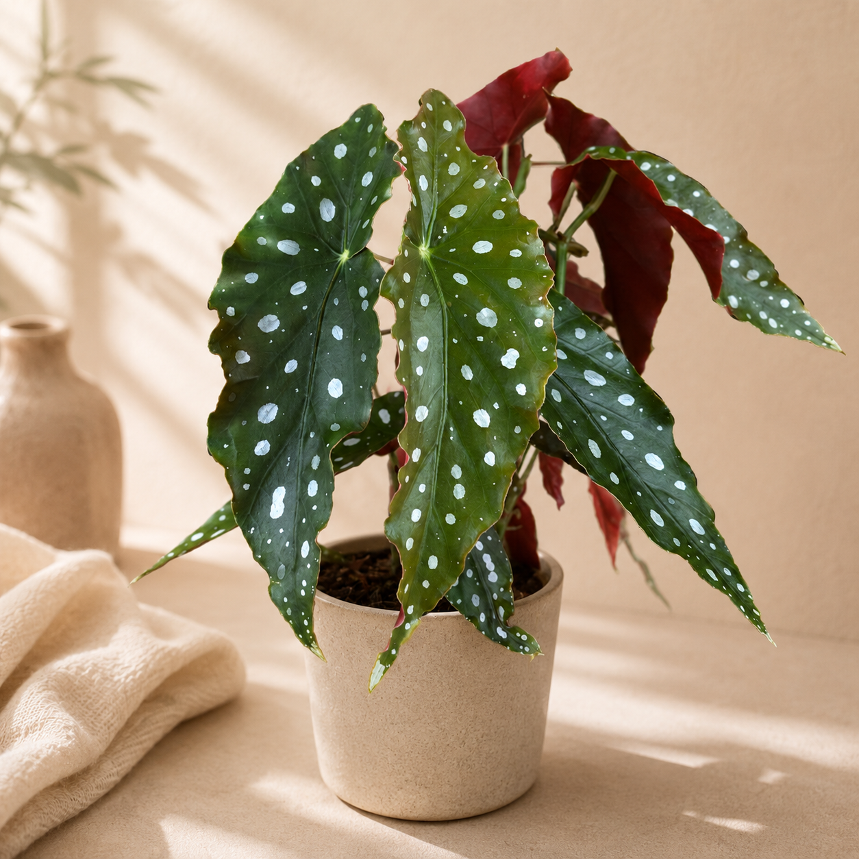 Begonia Polka Dots | Indoor Plant