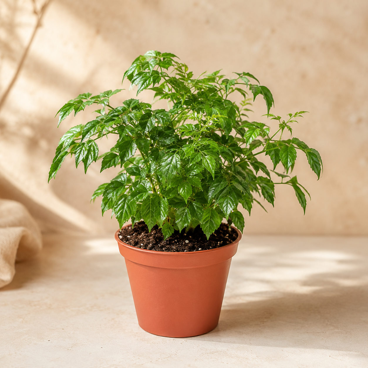 Radermachera Multi | Plant