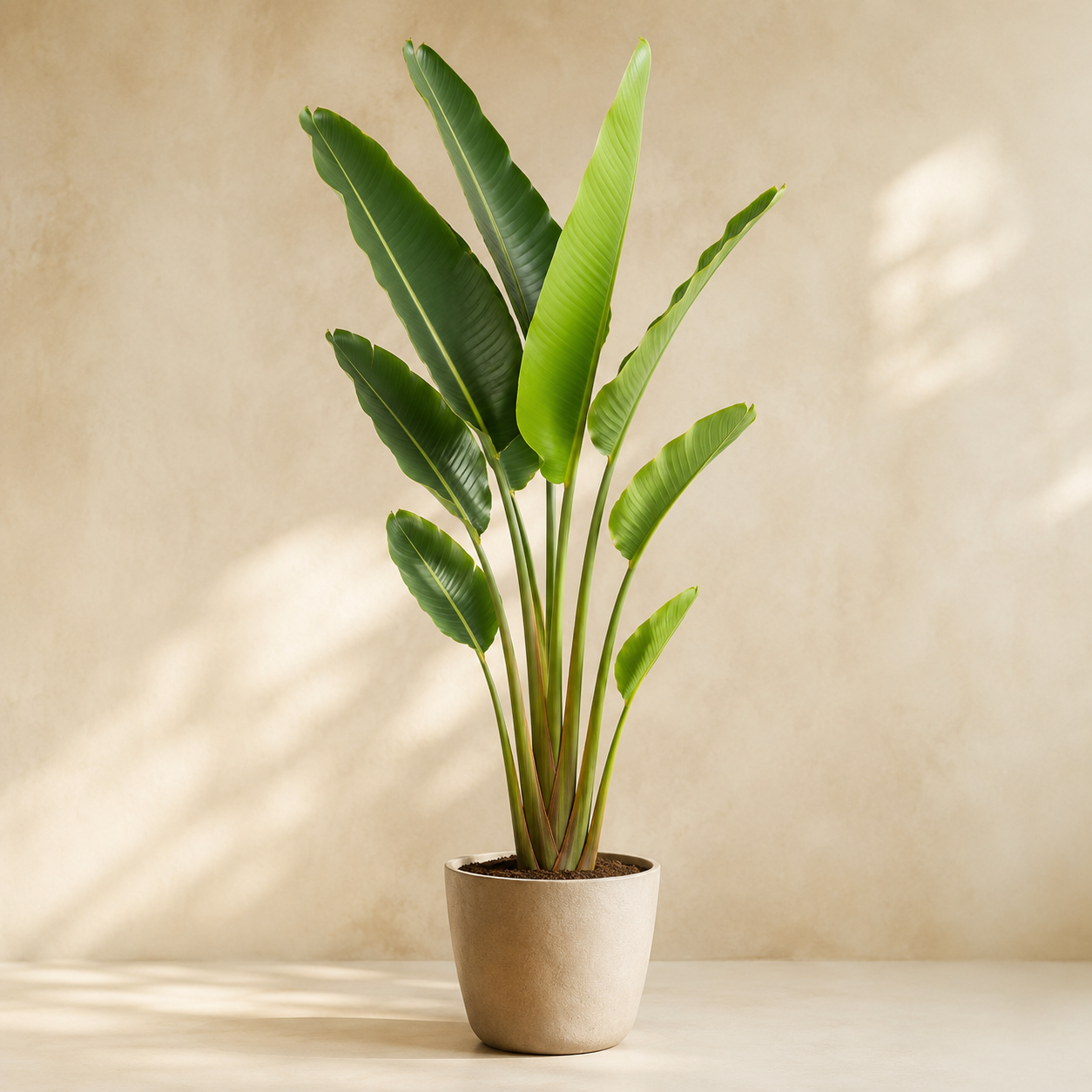 Ravenala Madagascariensis | Home Plant