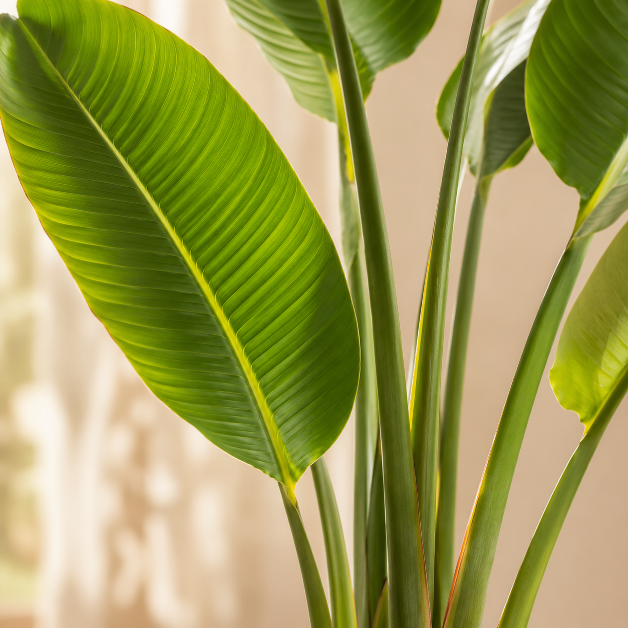 Ravenala Madagascariensis | Home Plant