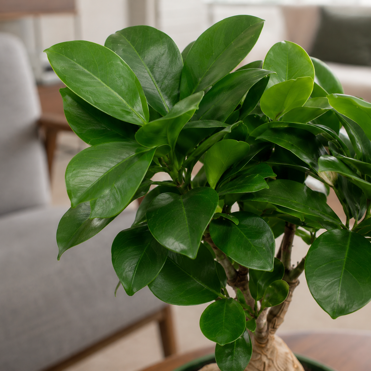 Ficus Ginseng (Mini Bonsai) | Indoor Plant