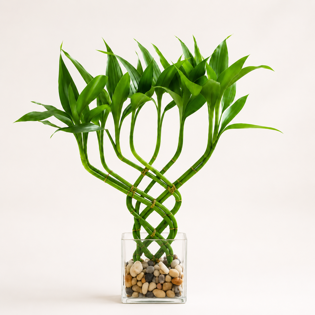 Lucky Bamboo | Indoor Plant